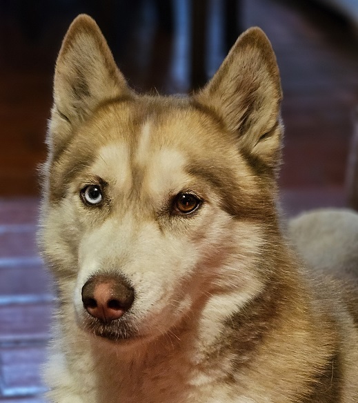 Jugador Shangó Siberiano